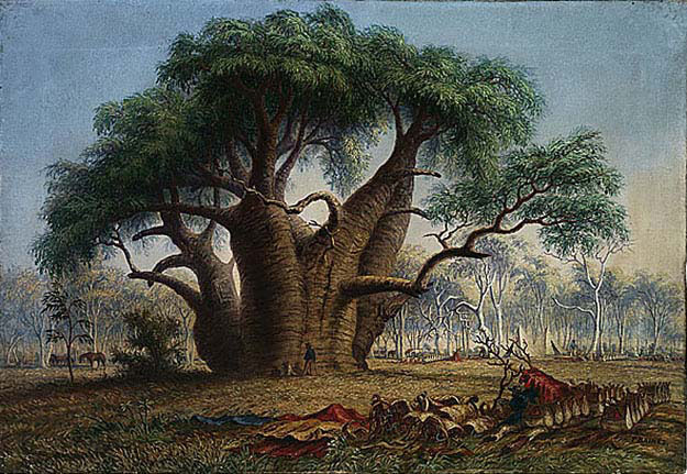 Gouty Stem Tree